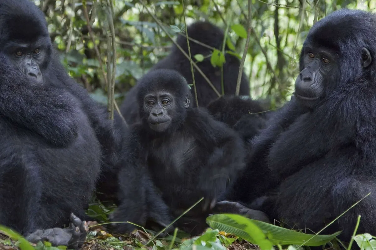 the mountain gorilla family
