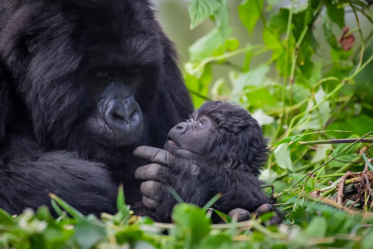 Kwita Izina Ceremony - Gorilla Naming Festival in Rwanda