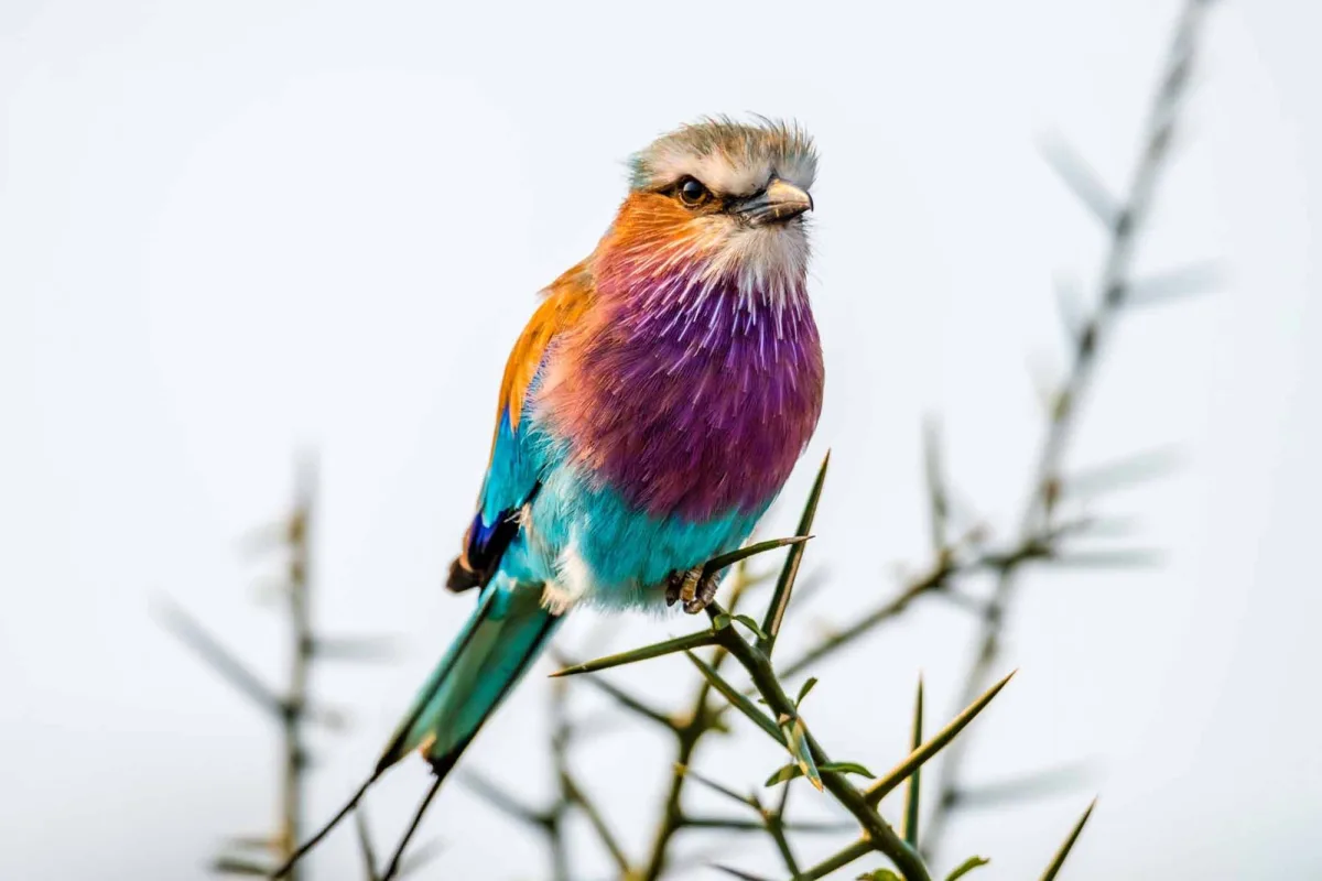 lilac-breasted roller - Bird Watching in Rwanda and the Best Birding Spots