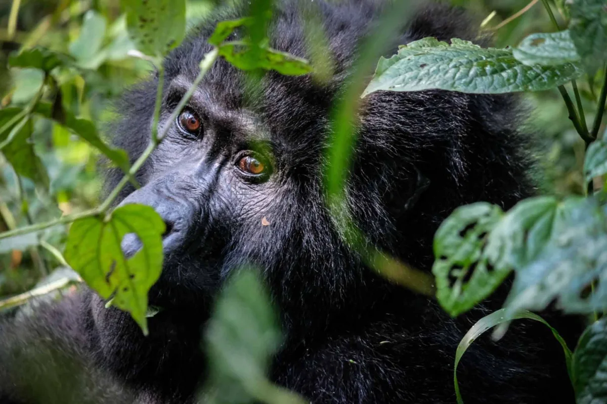 Is Gorilla Trekking in Uganda Safe? Is it safe to visit gorillas in Uganda?