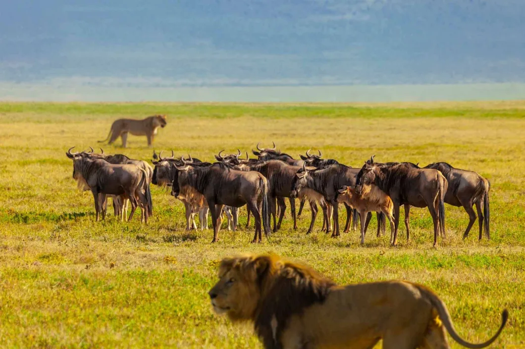 Tanzania Safaris - Serengeti wilderness experience