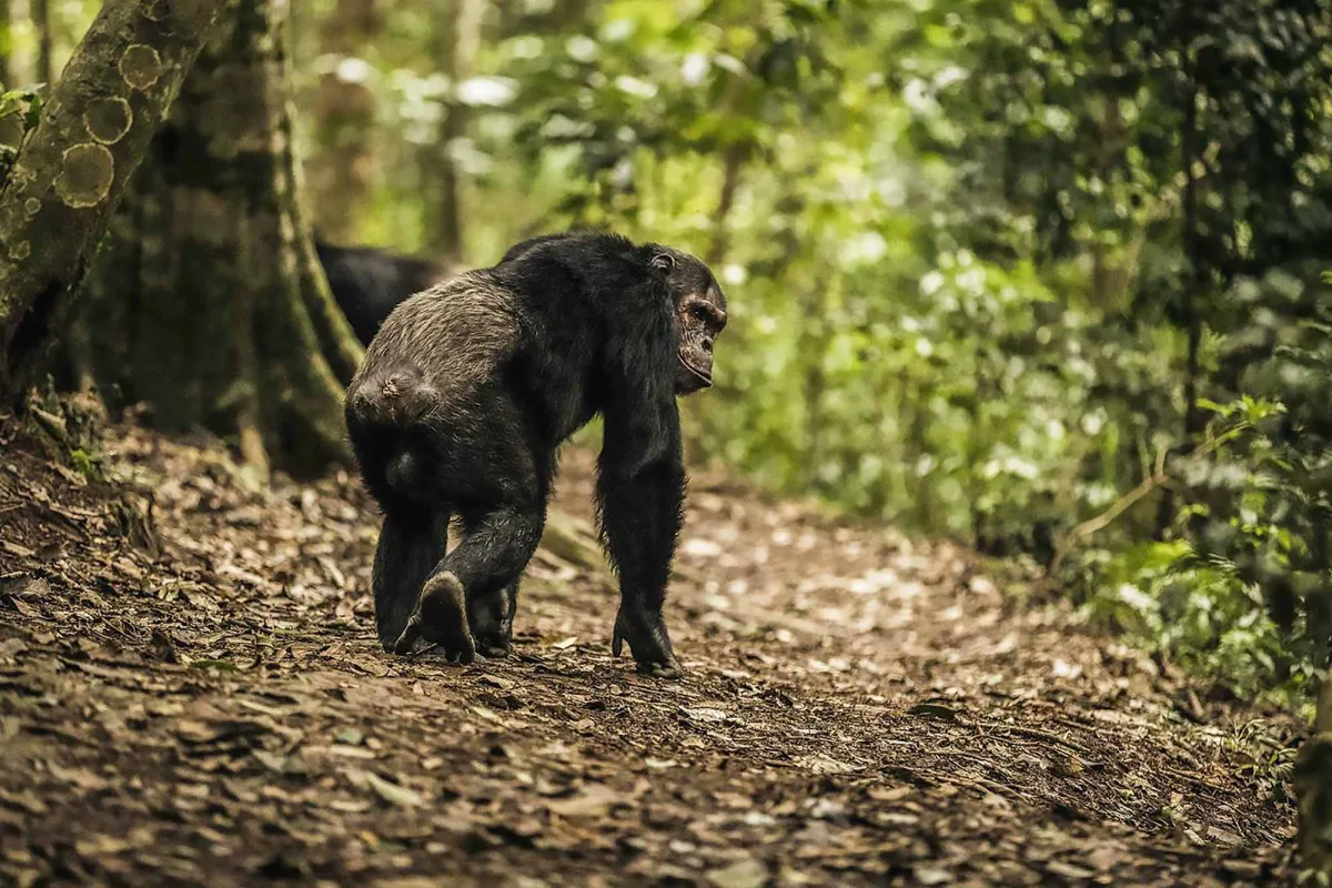 The primates of Rwanda and where to see them on primate trekking safaris