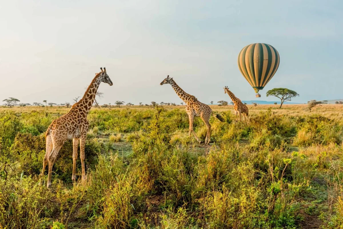 East Africa safaris for first timers - first safari tour in Africa ideas