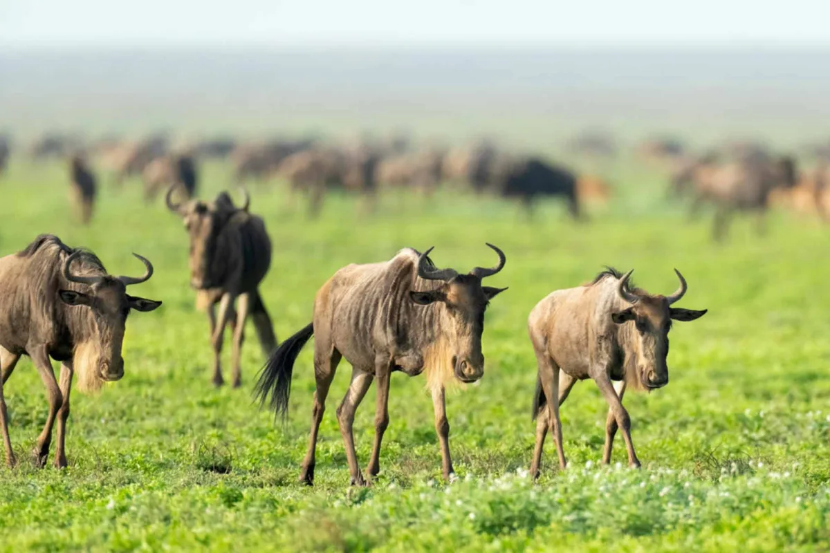 The treasures of tanzania safari