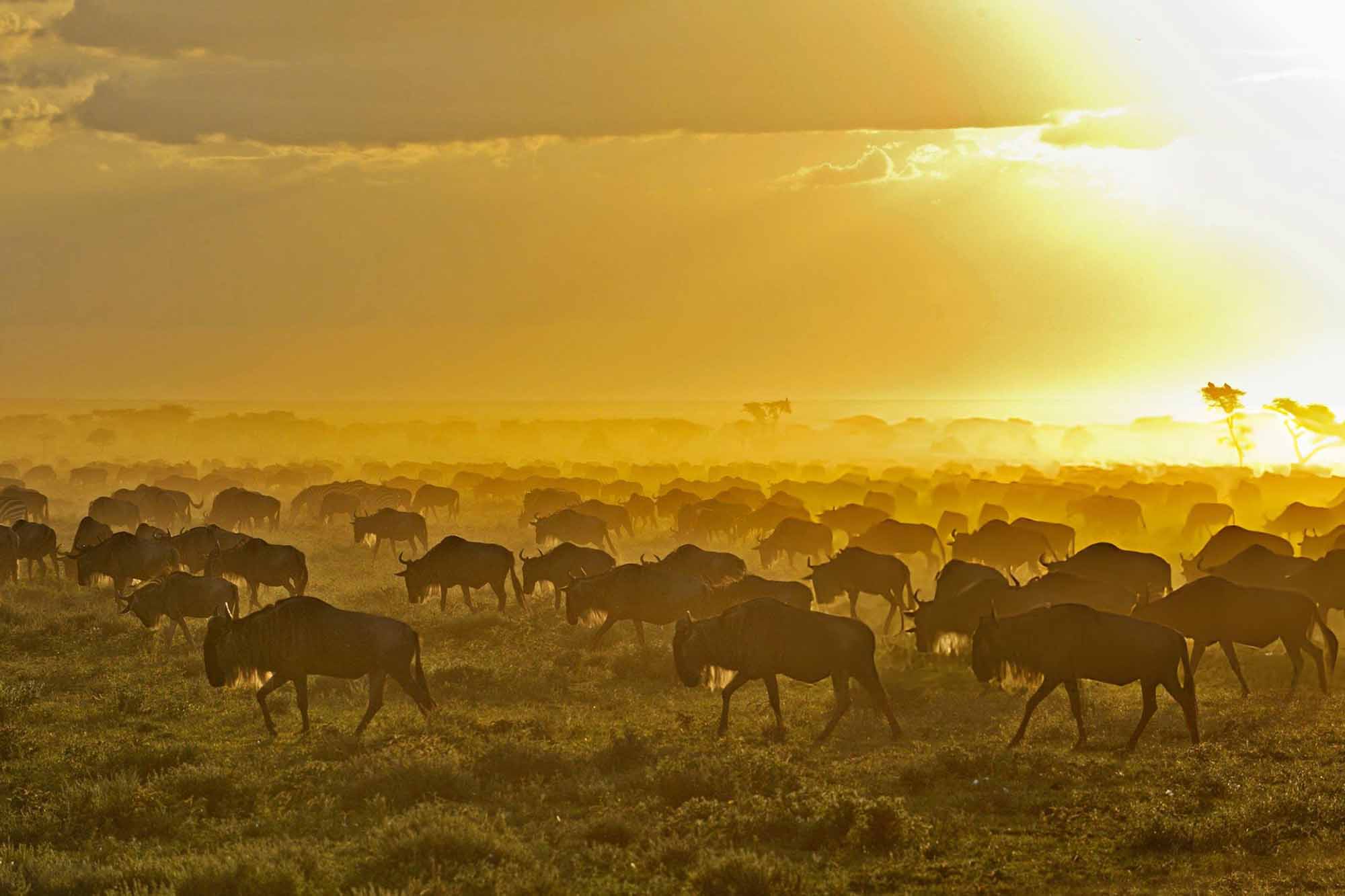 Serengeti National Park, Tanzania