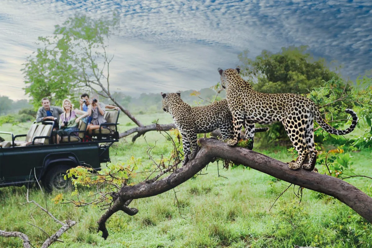 Best Africa Safari destinations for first time travelers