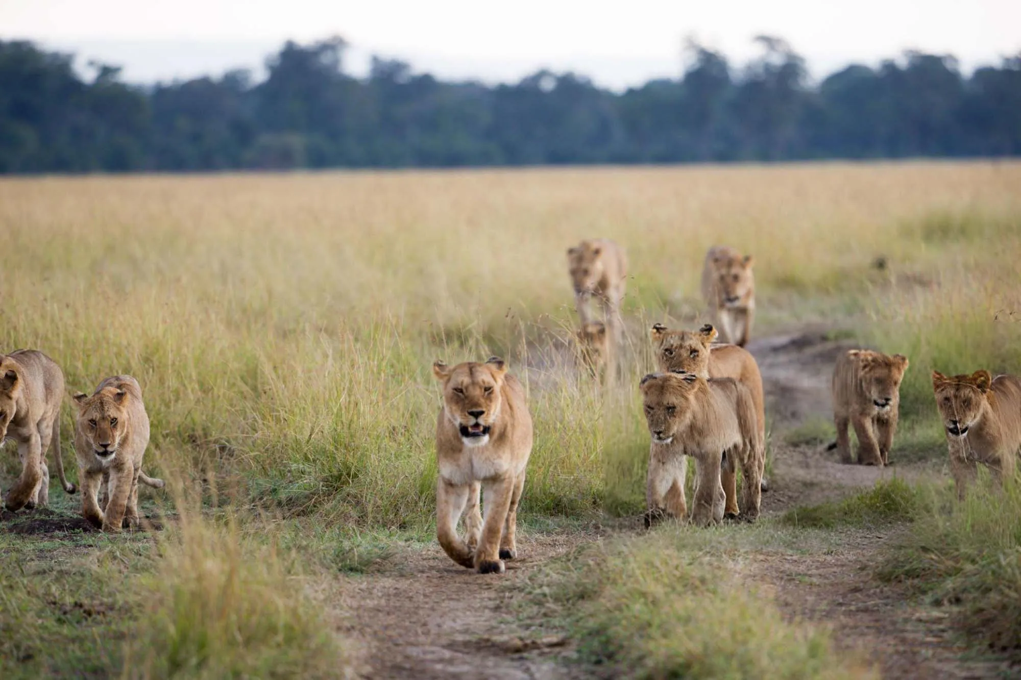 Lion pride walking in glowing morning savannah light on the Mara plains - Spotting lions is a highlight of any kenya safari