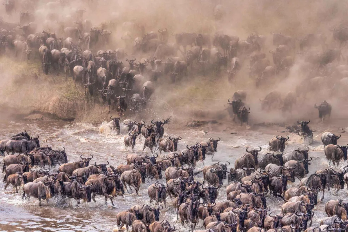 The great migration tanzania safari