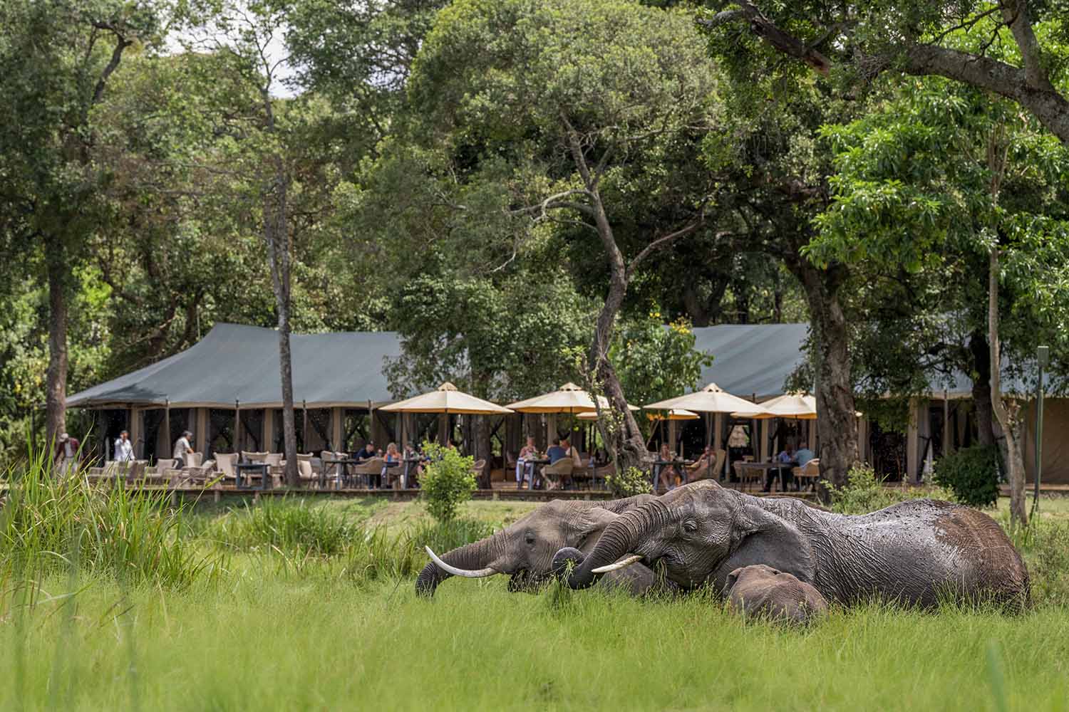 Little Governors' Camp - Luxury Tented Camps in the Masai Mara