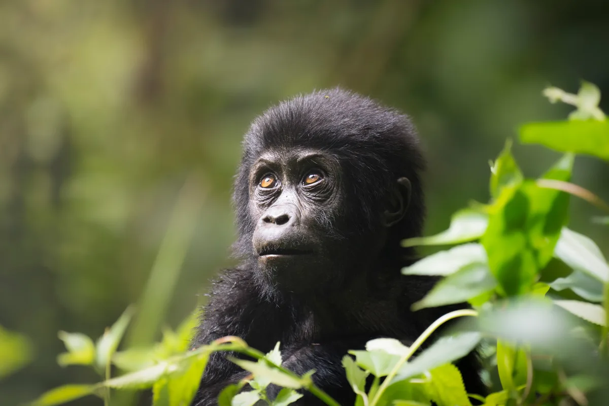 Primates Safari group tour