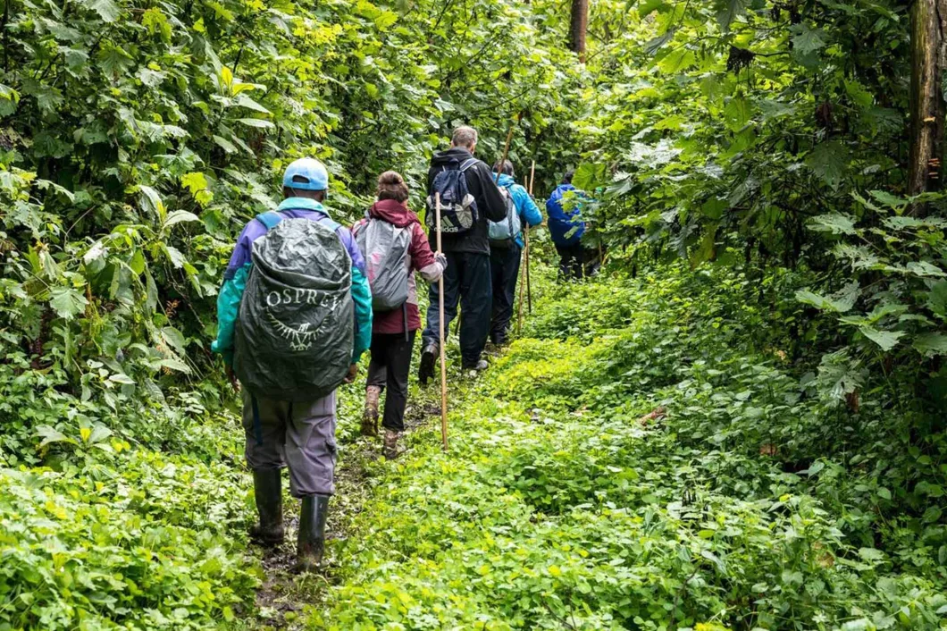 A Nature Hike Across Bwindi: From Nkuringo to Buhoma