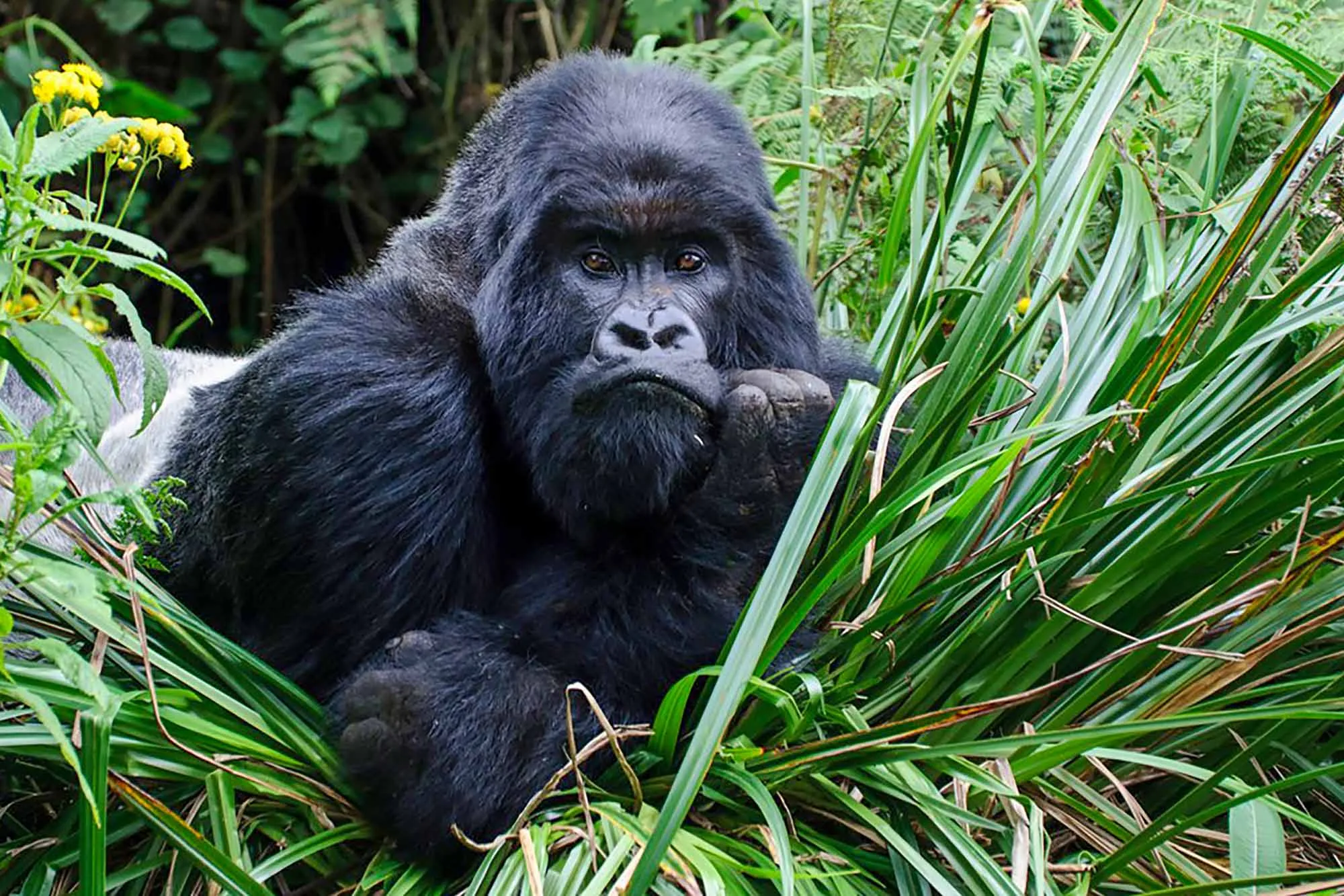 Guidelines and Regulations for Gorilla Trekking in Uganda and Rwanda: Must-Know Before You Go