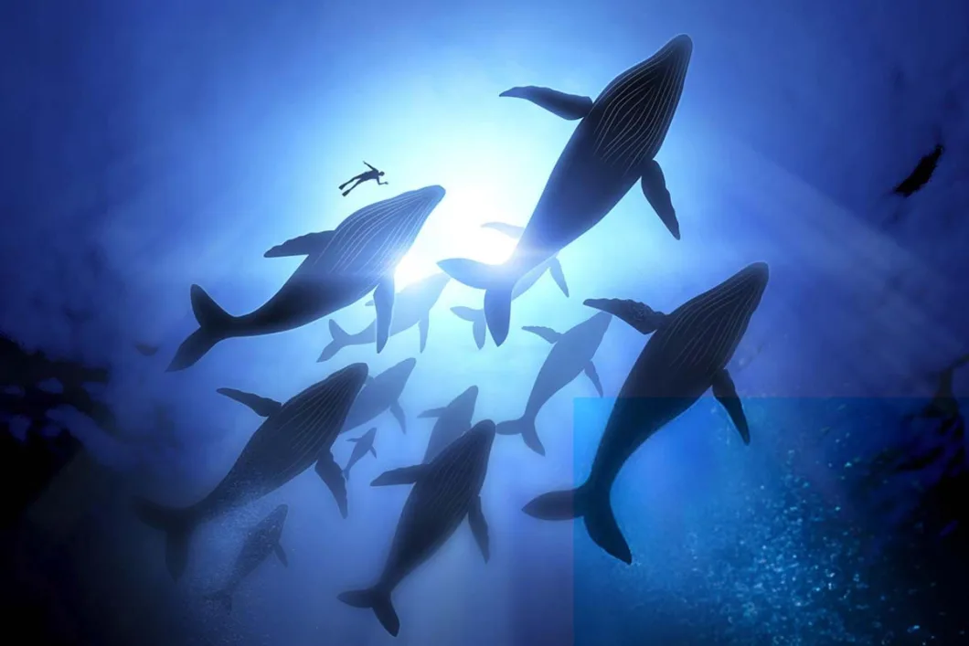 Ocean Giants: The Humpback Whale Migration
