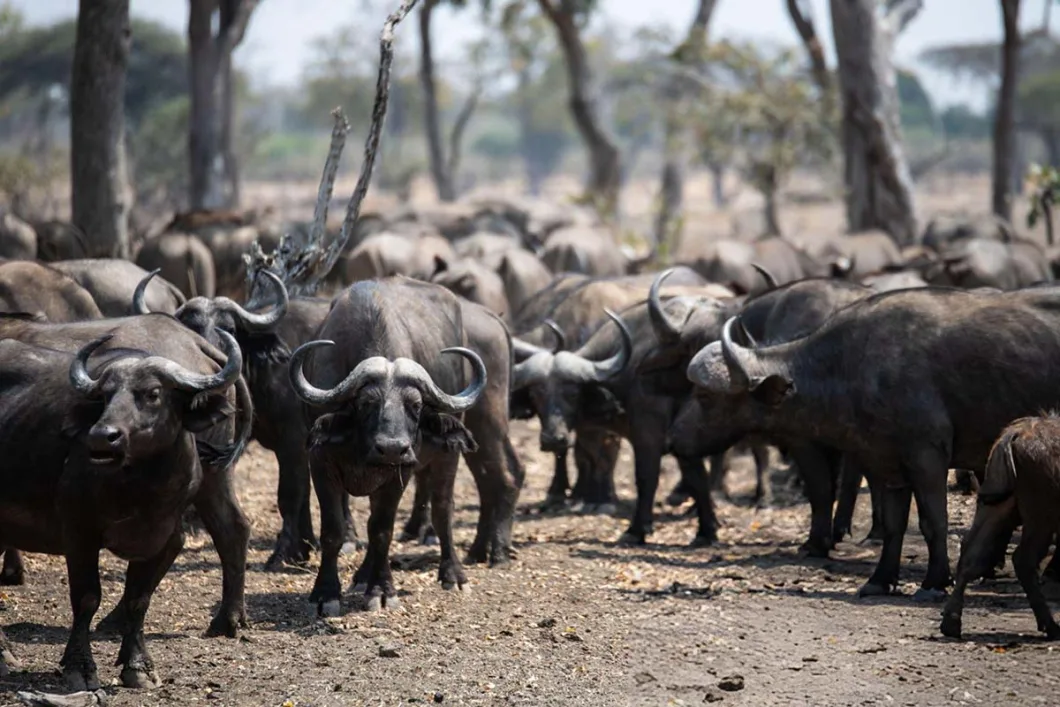 Buffalo Armies of Zambia